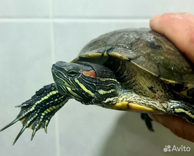 Красноухая черепашка