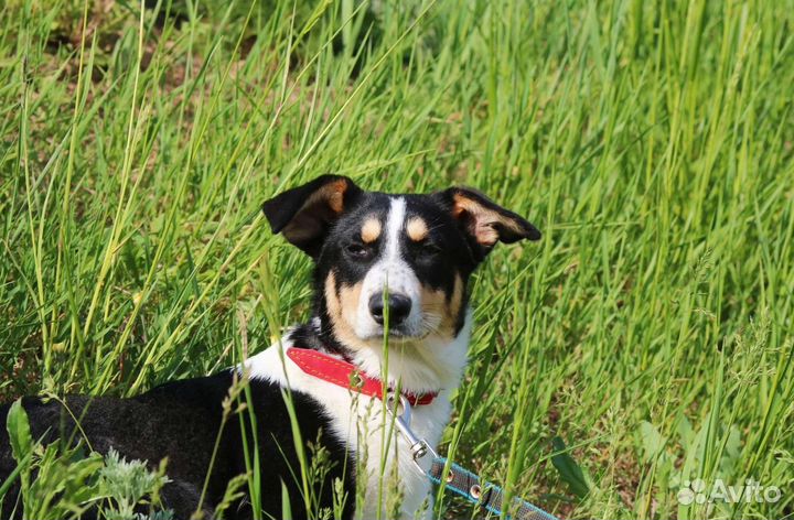 Трехцветный щенок, 6 месяцев