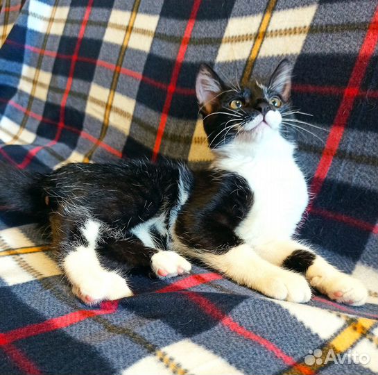 Котейка С невероятным везением