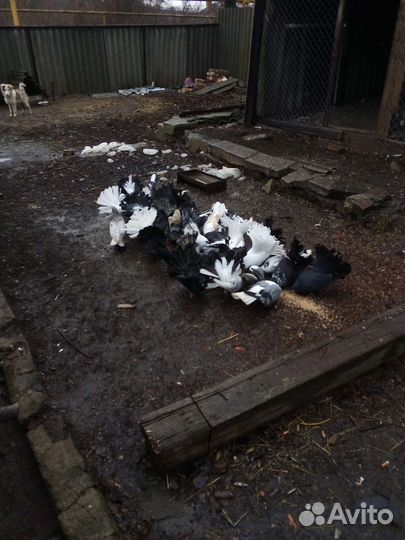 Голуби павлины