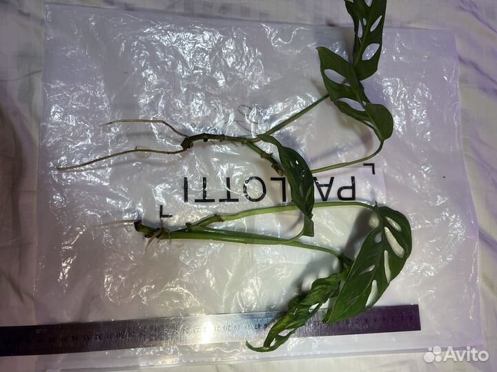 Монстера Манки, шт, оксалис лава, марионьера