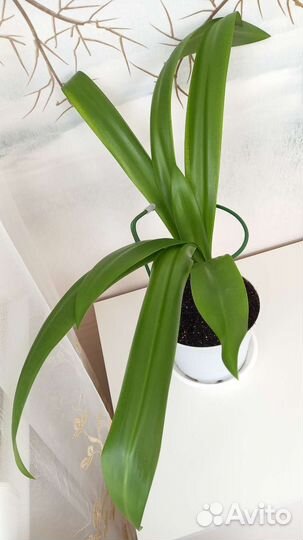 Гименокаллис Комнатная Лилия