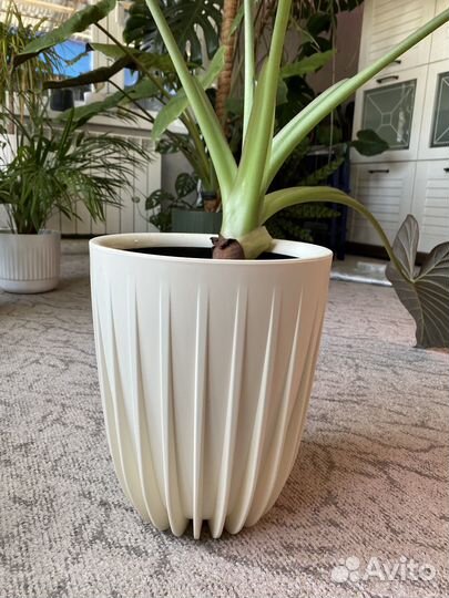 Алоказия регал шилдс