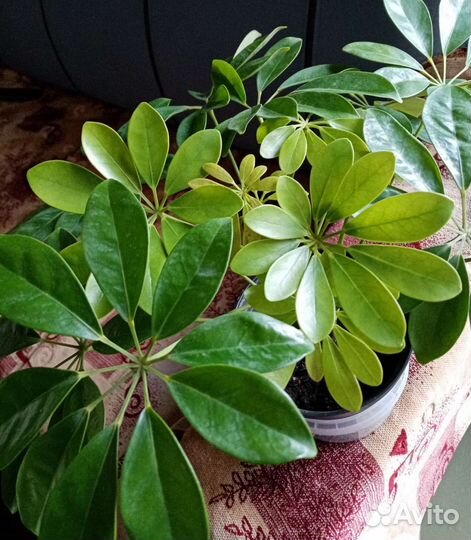 Шеффлера 2шт в одном