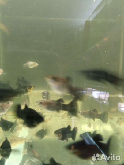 Аквариумные рыбки опт и розница