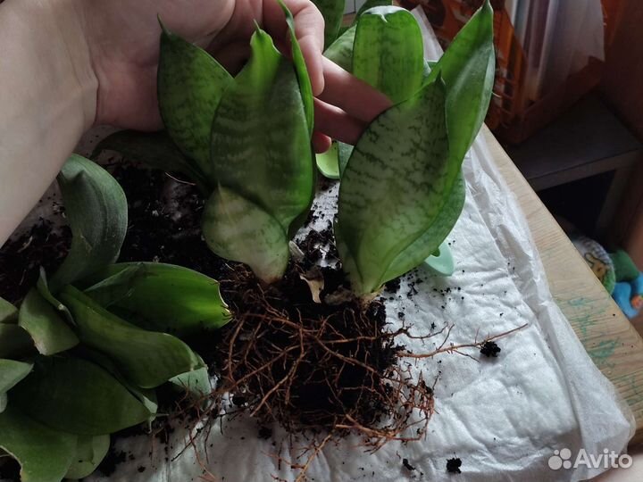 Сансевиерия ханни