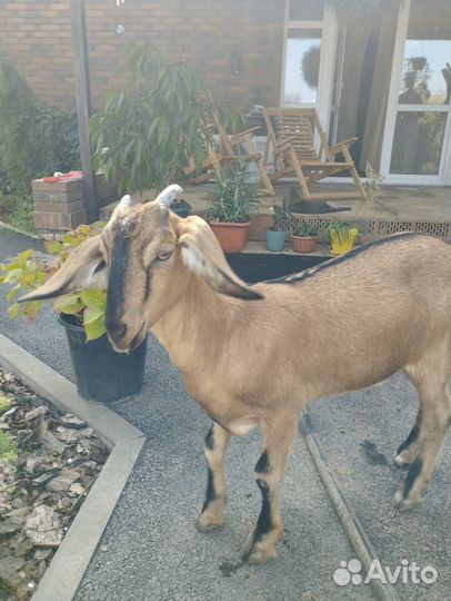 Козы альпийские, цена за 2-х
