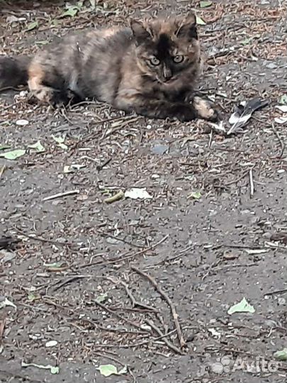 Девочка Маруся 2 месяца