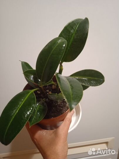 Фикус, филодендрон