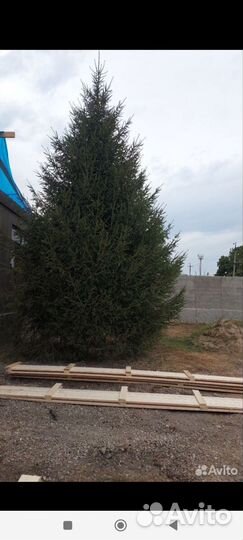 Ель голубая