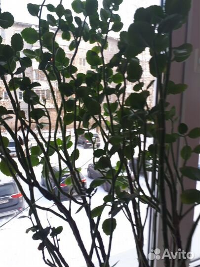 Комнатное растение с красными цветками