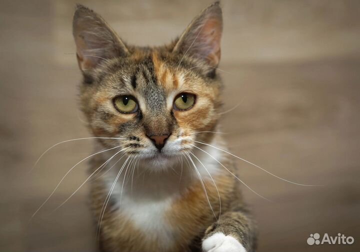 Кошка в дар