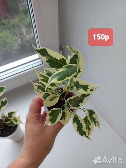 Фикус бенджамина