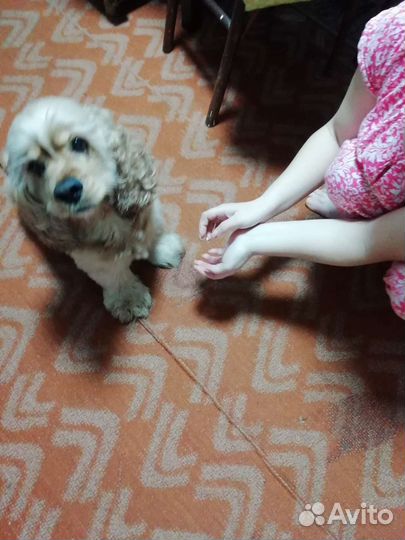 Кокер спаниель