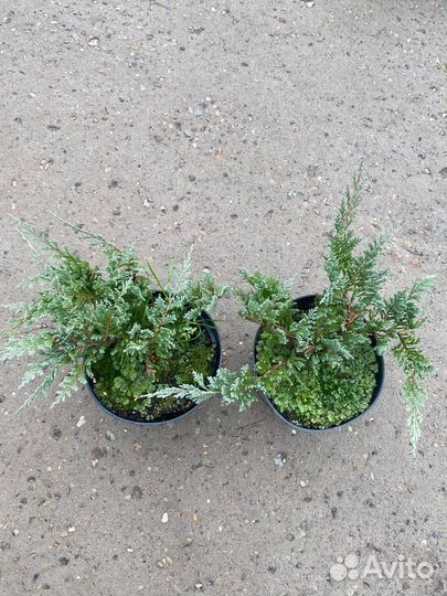 Можжевельник С3 контейнер в ассортименте