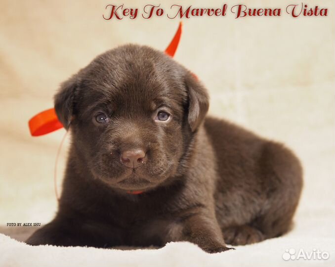 Кобели для вязок, щенки С документами