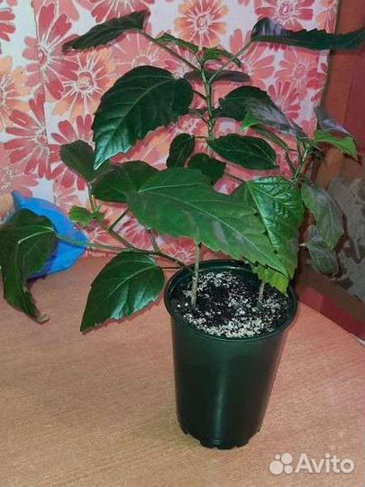 Гибискус китайская роза