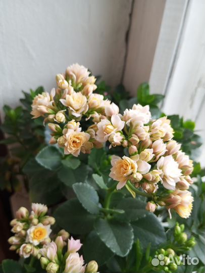 Каланхоэ срез