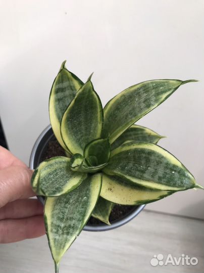 Сансевиерия Ханни голд