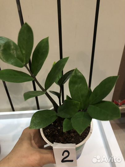 Замиокулькас