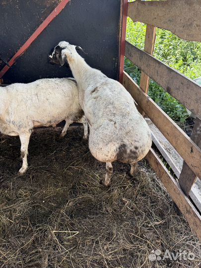 Овцы бараны ягнята гисар