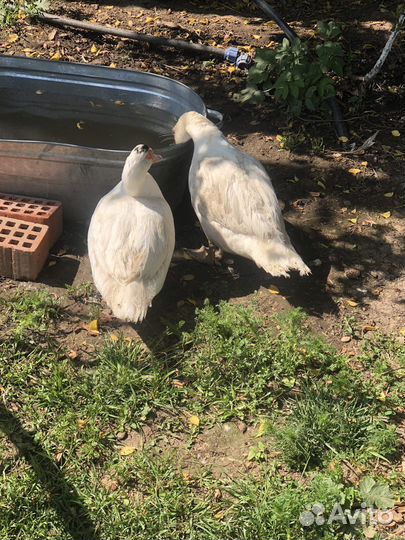 Белая мускусная утка