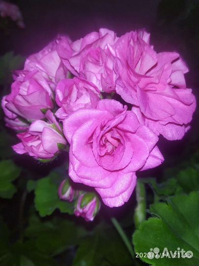 Сортовые пеларгонии(укоренённые черенки)