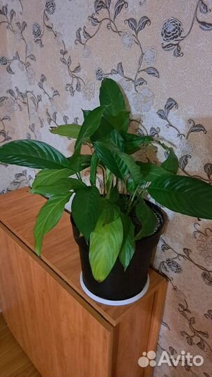 Комнатные цветы разные