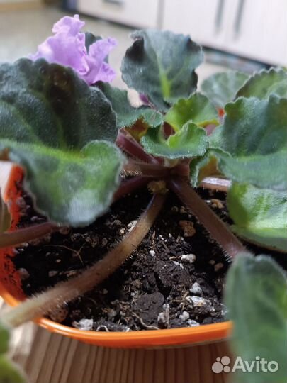 Фиалка сортовая