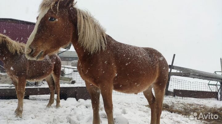 Продам Коней