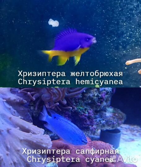 Все для морского аквариума