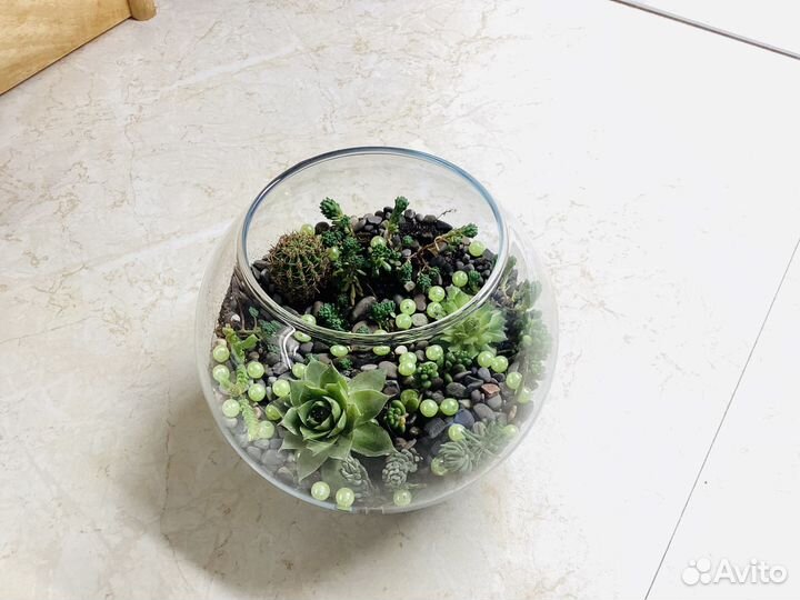 Мини флорариум