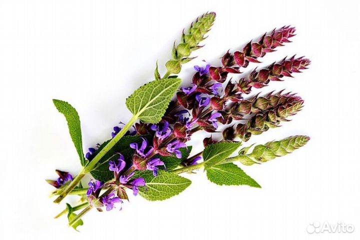 Семена шалфея лекарственного / 2000 шт./ 1 гр