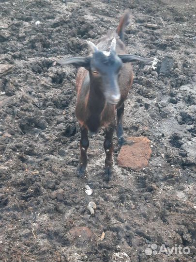 Козы.козоы.козухи.козлята