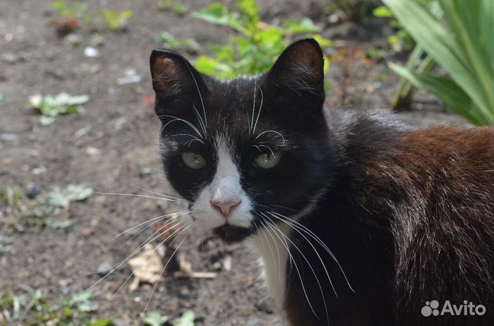Кошки в добрые руки