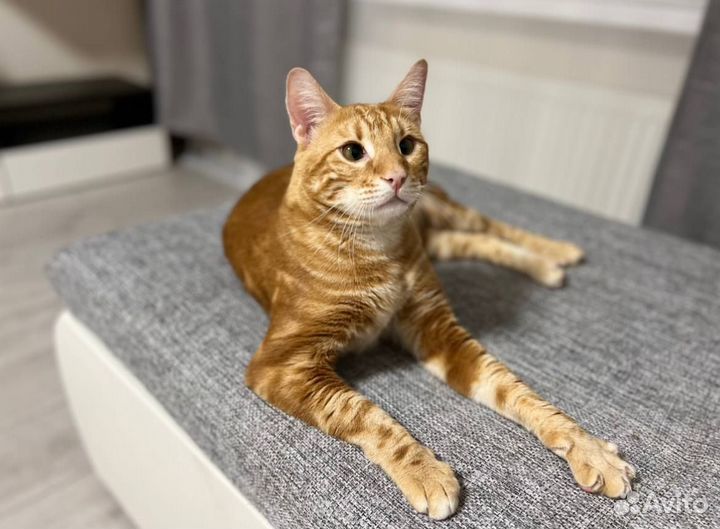 Зоогостиница / Передержка кошек / Гостиница