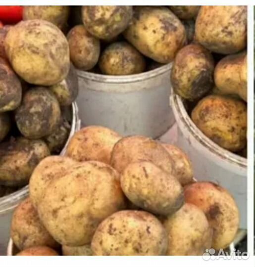Продам картофель
