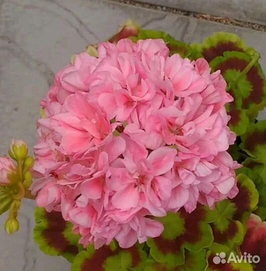 Пеларгония герань