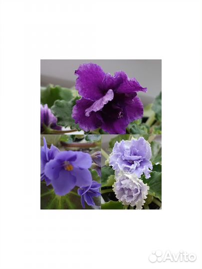 Фиалка цветущая