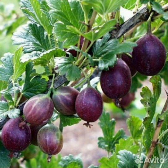 Черносливовый крыжовник, клубника