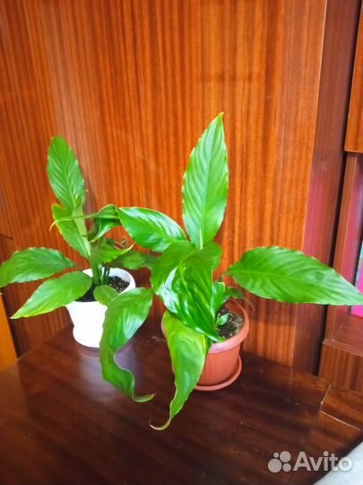 Спатифиллум