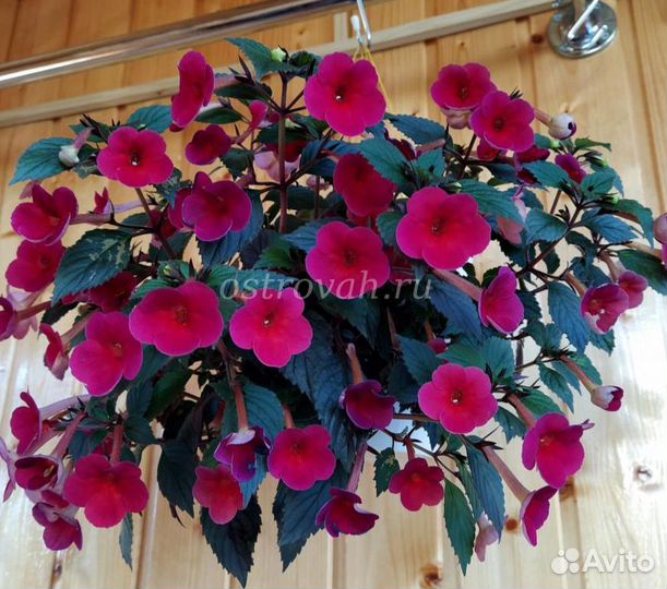 Ахименесы (комнатные цветы)