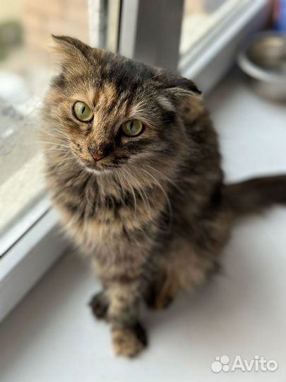Кошки в добрые руки
