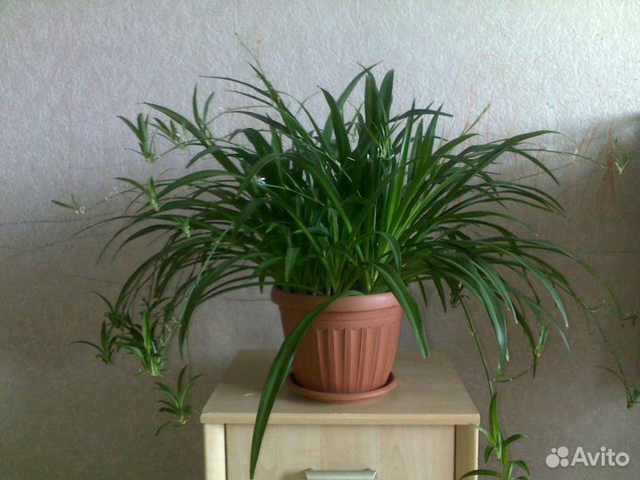 Продам цветы комнатные- хлорофитум, мята комнатная