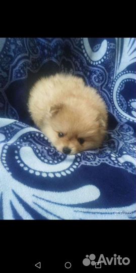 Шпицы разные. Доставка из Челябинска