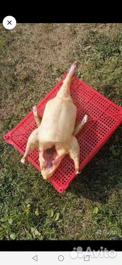 Мясо утки мулард