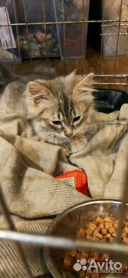 Кошка в дар