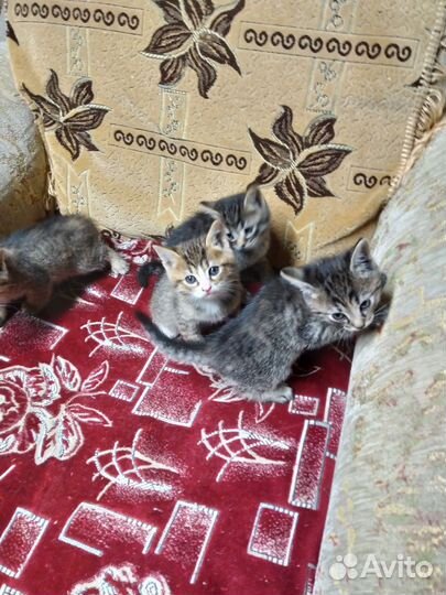 Котята в добрые руки