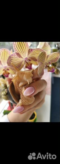 Улитки ахатины ретикулята