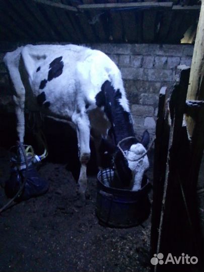 Коровы быки телки